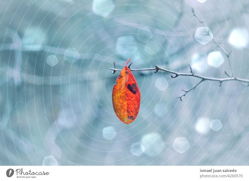 rotes Baumblatt in der Herbstzeit Blatt Natur natürlich texturiert im Freien Hintergrund Schönheit Zerbrechlichkeit Frische Herbstlaub Herbstfarben