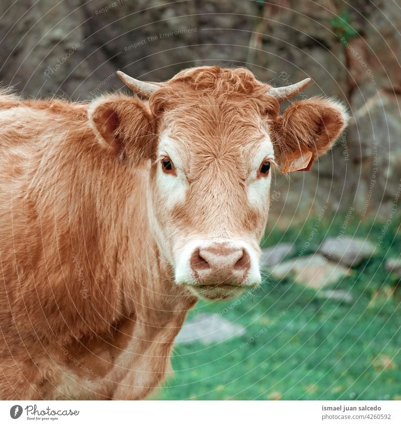 schöne Stirn Kuh Porträt braun Braune Kuh Hörner Tier Weide Weidenutzung wild Kopf Tierwelt Natur niedlich Schönheit wildes Leben ländlich Wiese Bauernhof