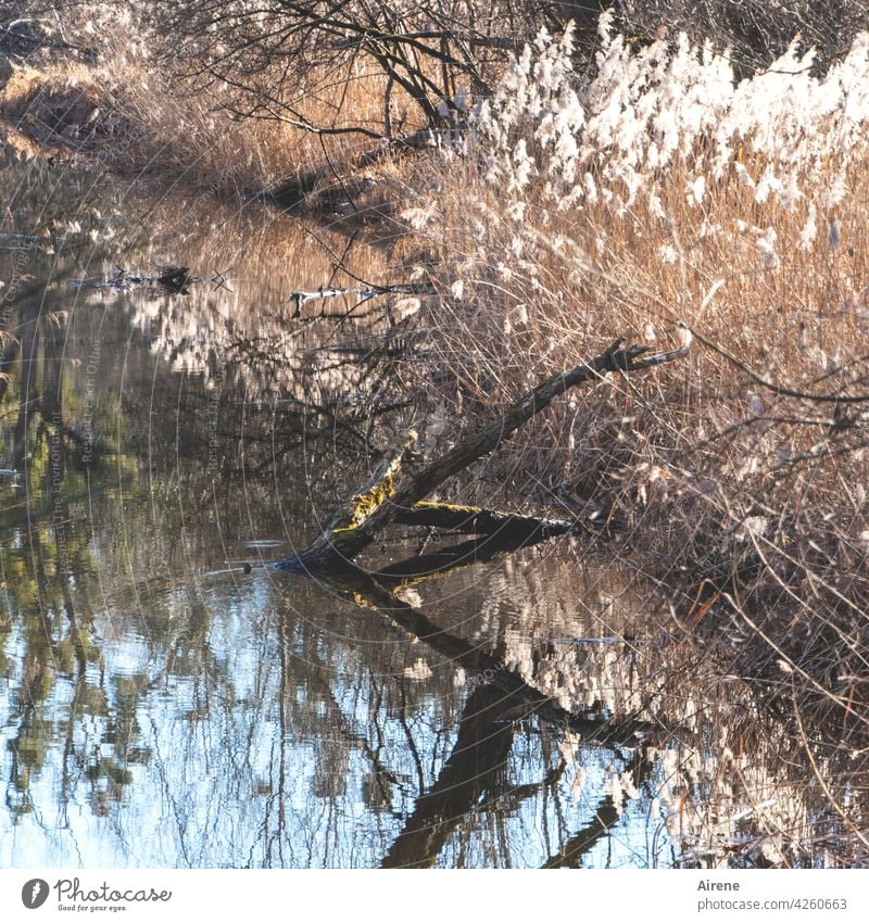 zwischen den Jahren Wasser Teich See Baumstamm Reflexion & Spiegelung Schilf blau ruhig Natur Wasserspiegelung Idylle Wasseroberfläche Weiher Wasserpflanze Ufer