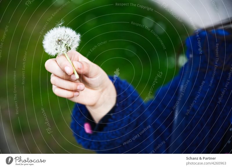 Kinderhand mit Pusteblume Löwenzahn Kindheitserinnerung Hand pusten Pflanze Natur Frühling Nahaufnahme Außenaufnahme Samen Blume Farbfoto