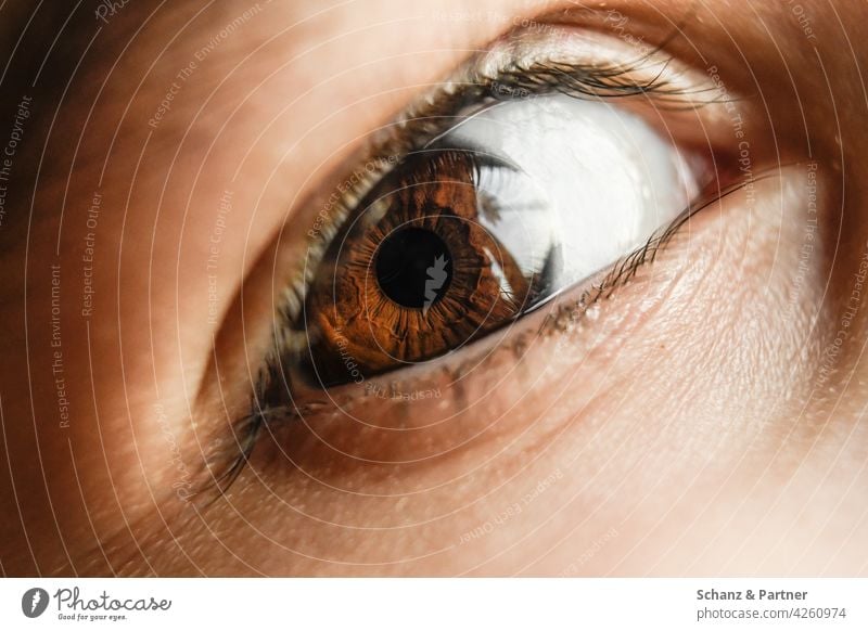 Iris eines Auges in Nahaufnahme Wimpern Augenlid Pupille braun braune Augen Blick Gesicht Detailaufnahme Regenbogenhaut Makroaufnahme Sehvermögen Farbfoto
