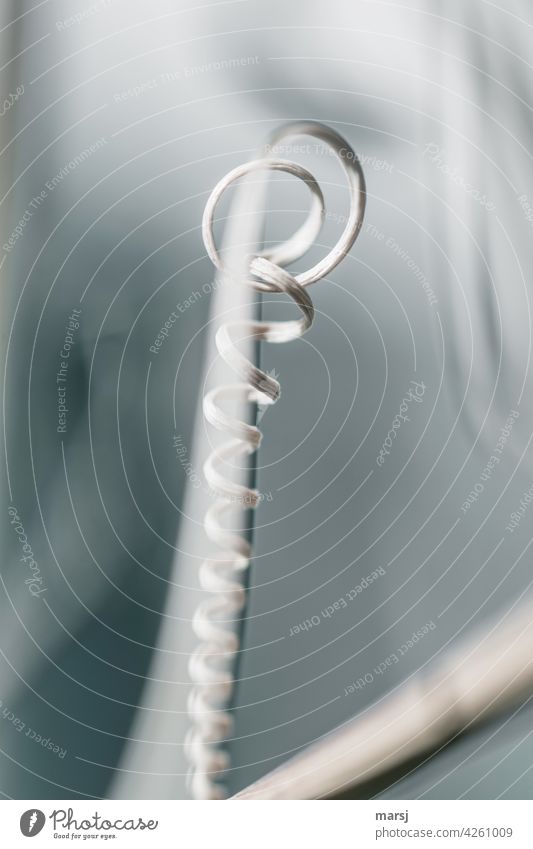 Ein verblichener Hauch von Kringel. Sproßranke Ranke Natur dünn authentisch natürlich spiralförmig abstrakt Schwache Tiefenschärfe Spirale Pflanze drehen