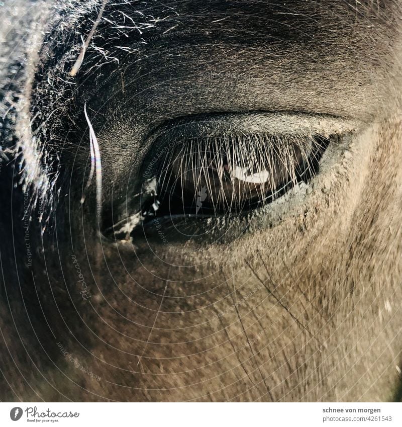 Augenblick eines Pferdes Blick Außenaufnahme Farbfoto Tierporträt Mähne Tiergesicht Kopf Blick in die Kamera Natur Säugetier Nutztier Pferdekopf Ponys