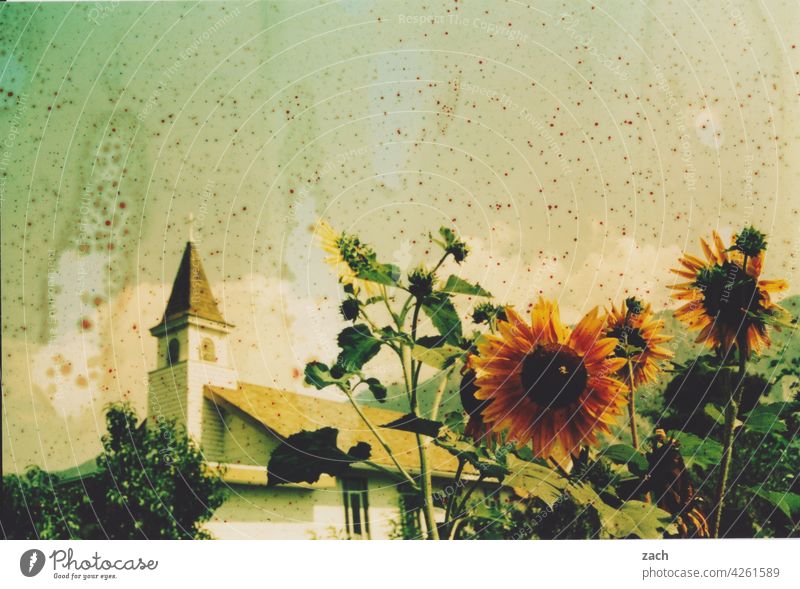 Hitzewelle analoge Fotografie Scan analoge fotografie Experiment Lomografie Sonnenblume Kirche Kirchturm Blume Pflanze Dorf Sommer