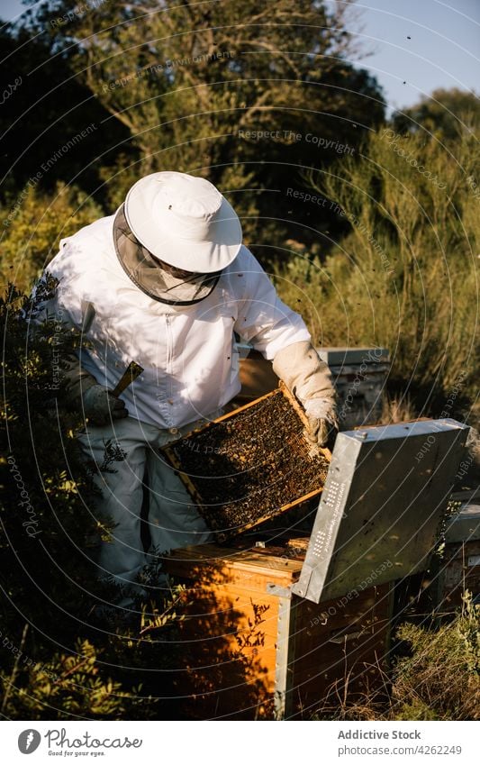 Imker, der im Bienenstock arbeitet. Mann Bienenkorb Wabe männlich Bienenzucht Arbeit Tracht Insekt behüten Anzug professionell Natur Bauernhof natürlich