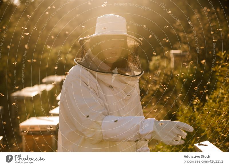 Imkerin bei der Arbeit im Bienenstock an einem sonnigen Tag Frau Bienenkorb Feld Uniform behüten Mundschutz Tracht Erwachsener Arbeiter Sicherheit grün Natur