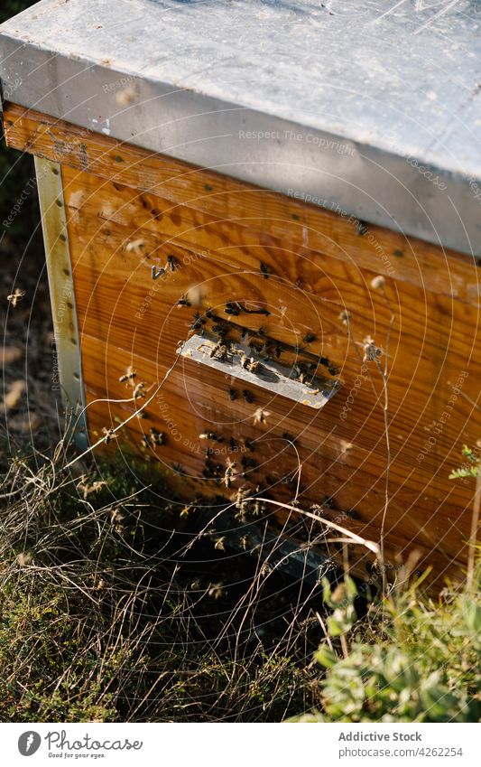 Bienenstock mit Honigwaben im Garten Wabe Liebling Bienenkorb hölzern Bauernhof ländlich organisch Natur rustikal Land Ackerland Nutzholz Saison Holz Material