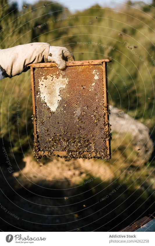 Unbekannter Imker hält einen Rahmen mit Waben und Bienen Liebling Bauernhof Bienenkorb Ackerbau Weide Gerät Job professionell organisch Öko Handschuh im Freien