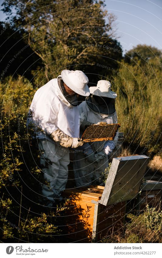 Imker arbeiten gemeinsam im Bienenstock Bienenkorb Wabe Bienenzucht Arbeit Zusammensein Tracht Insekt behüten Anzug professionell Natur Bauernhof natürlich