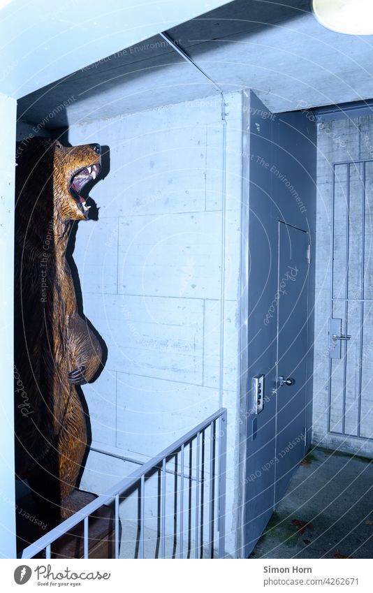 Brüllender Bär im Halbschatten Schatten Gefängnis Freiheit Börse Wildnis Domestizierung Instinkt Drohung Natur Tiergarten Gefangenschaft Lautstärke Keller