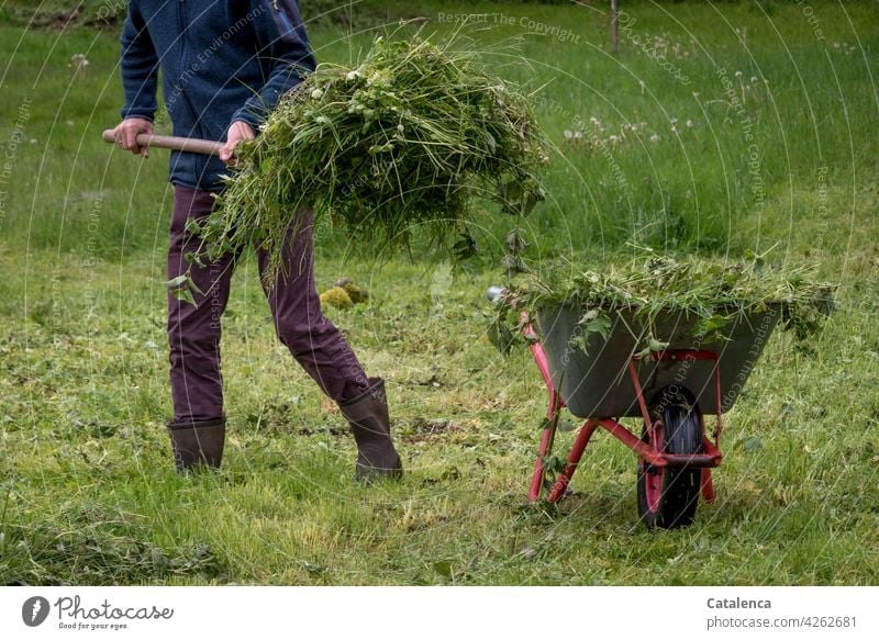 Mann belädt Schubkarre mit gesenstem Gras im Freien Gärtner arbeiten Grün geschnittenes Gras Gartenarbeit männlich Person Flora Natur Pflanze Frühling