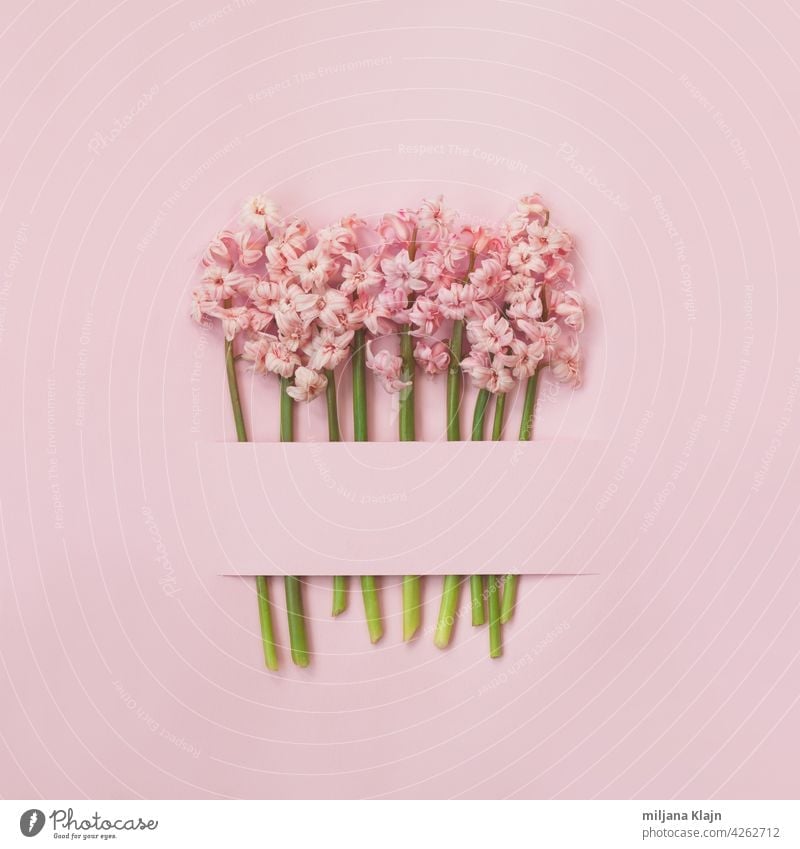 Rosa Hyazinthenblüten auf rosa Hintergrund; Frühlingsblumen minimaler Hintergrund mit Kopierraum Jahrestag Transparente Geburtstag blanko Blütezeit Blumenstrauß