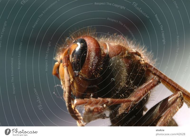 Wespe Wespen stechen Fühler Biene gefährlich Insekt Auge Haare & Frisuren fliegen