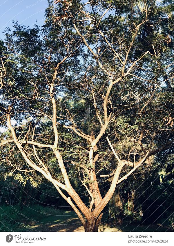 Baum im Park, Morgenlicht Baumrinde alter Baum Natur Außenaufnahme Wald grün tropisch Menschenleer Pflanze Baumstamm Blatt Ast Frühling Baumkrone Umwelt