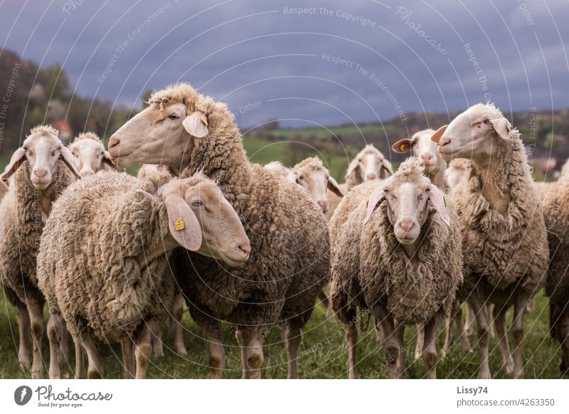 Auf der Weide stehende Schafe Schafherde Natur Tiere Herde Wiese Tiergruppe Wolle Schafwolle Farbfoto Außenaufnahme idyllisch Nutztiere lammfromm natürlich