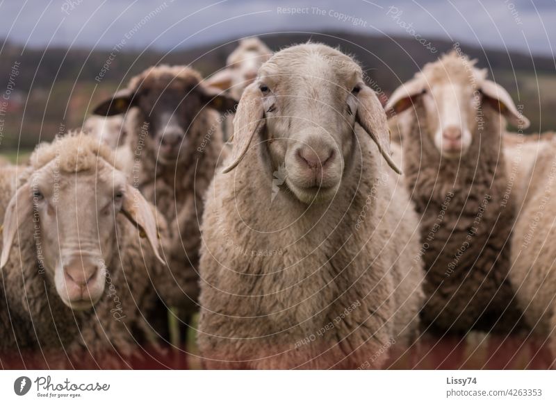 4 nebeneinander stehende Schafe auf der Weide Schafherde Natur Tiere Herde Wiese Tiergruppe Wolle Schafwolle Farbfoto Außenaufnahme idyllisch Nutztiere