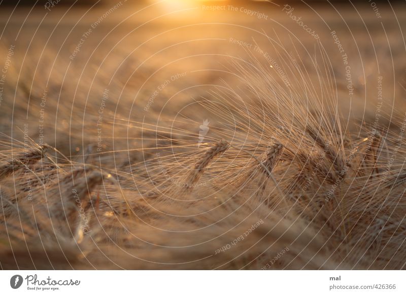 habe die ähre - hordeum vulgare Natur Landschaft Pflanze Sonne Sonnenaufgang Sonnenuntergang Sommer Schönes Wetter Wärme Nutzpflanze Getreide Gerste Ähren Feld