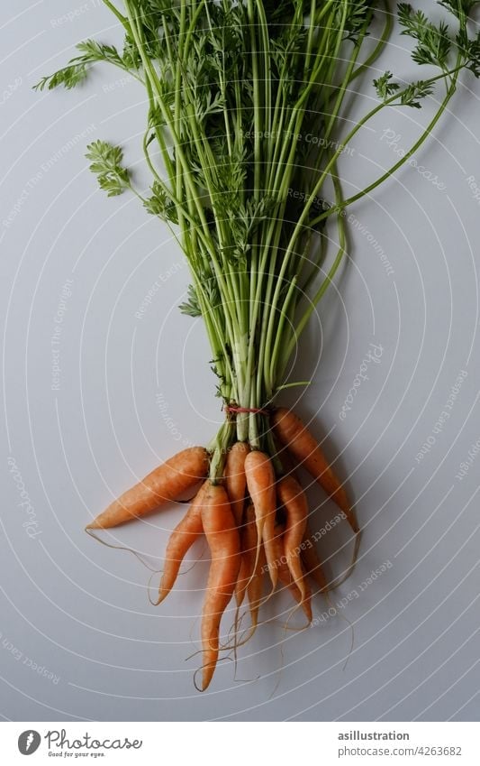 Karotten mit Grün Karottengrün biologisch Lebensmittel Gemüse frisch Bioprodukte Vegetarische Ernährung Gesundheit Gesunde Ernährung orange Betacarotin