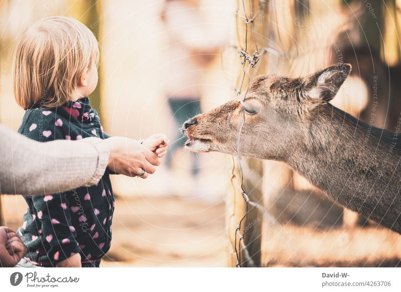 Mutter und Kind füttern ein Tier zusammen gemeinsam Kindererziehung Reh Wildpark lernen Erfahrung Hände Eltern Mama eingesperrt Zoo