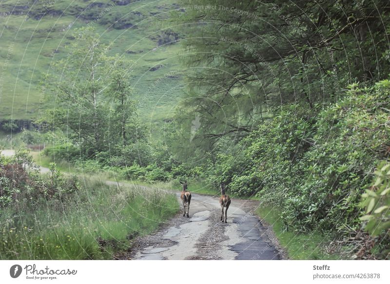 schon wieder Fußgänger auf der Fahrstraße Schottland Rehe Begegnung Idylle Wildtiere freilebend schottisch ungestört unbeeindruckt Landweg Landstraße Weg