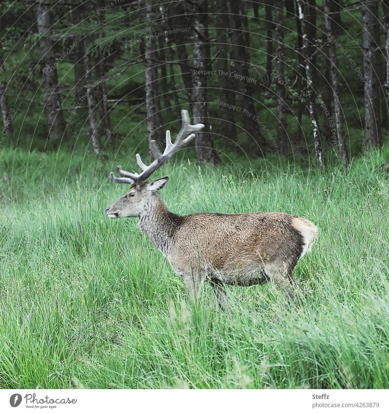 kurz bevor er im Wald verschwindet - ein Hirsch in Schottland Rothirsch freilebend Edelhirsch Rotwild Geweih Idylle Wildtier Ruhe Freiheit idyllisch ländlich