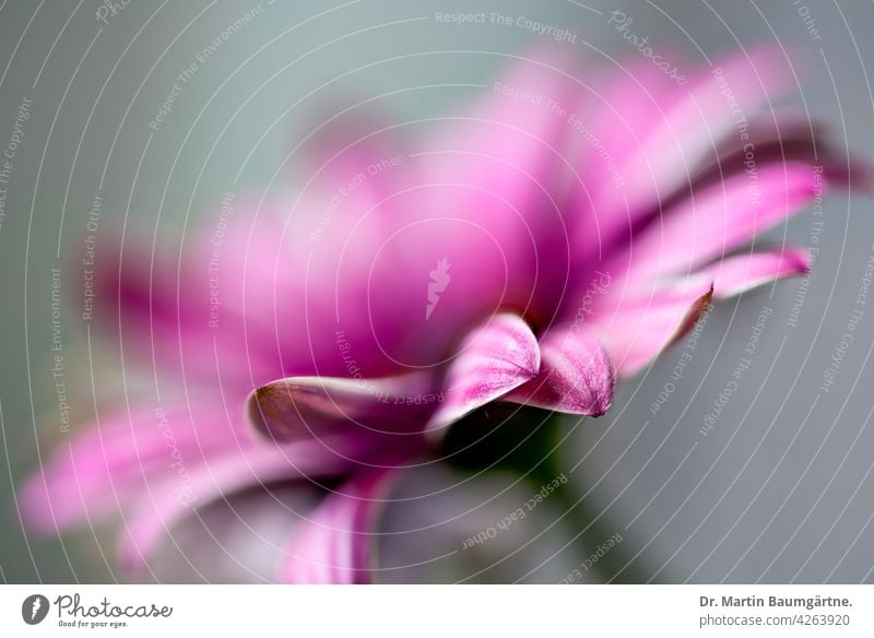 Das Kapkörbchen (Osteospermum ecklonis) ist eine beliebte  Balkonpflanze Kapaster aus Südafrika Korbblütler violett Blütenstand Asteraceae Compositae