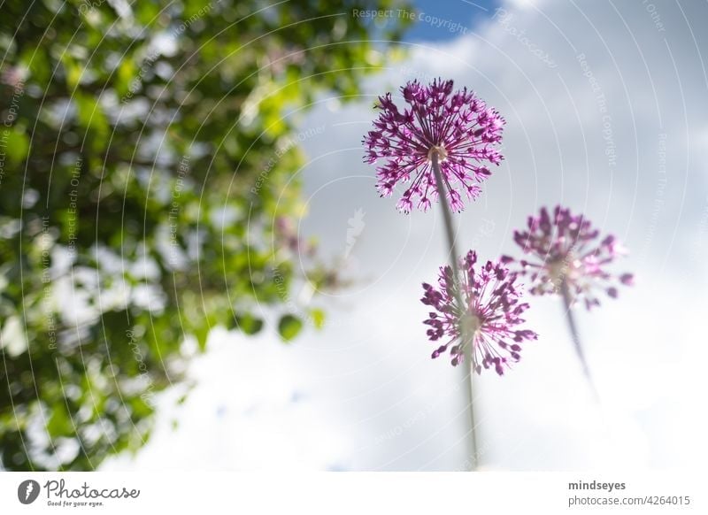 Allium von unten weitwinkel Allium giganteum alliums Natur Wolken Wolkenhimmel Blume Garten Gartenarbeit Perspektive purpur violette Blumen Blühend Pflanze