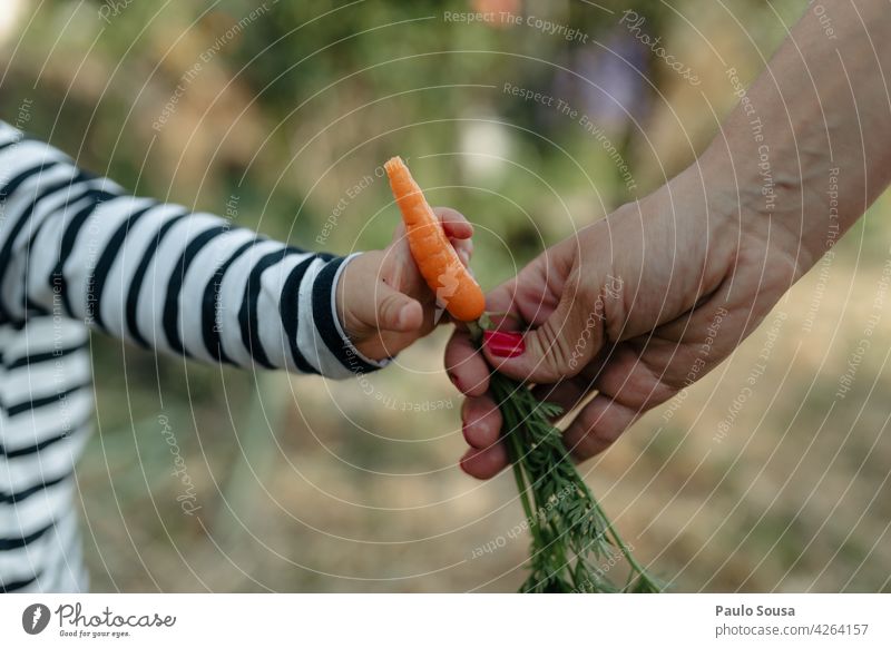 Nahaufnahme Mutter gibt Karotte an Kind Möhre geben Gesundheit Hand teilen Bioprodukte Ernährung Frau Liebe Erwachsene Mensch Farbfoto lecker Leben Zusammensein