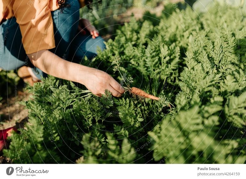Close up Frau pflückt frische Karotten Möhre Gartenarbeit Frische unkenntlich Ernährung Gemüse Vegetarier Vegetarische Ernährung Gesundheit Lebensmittel