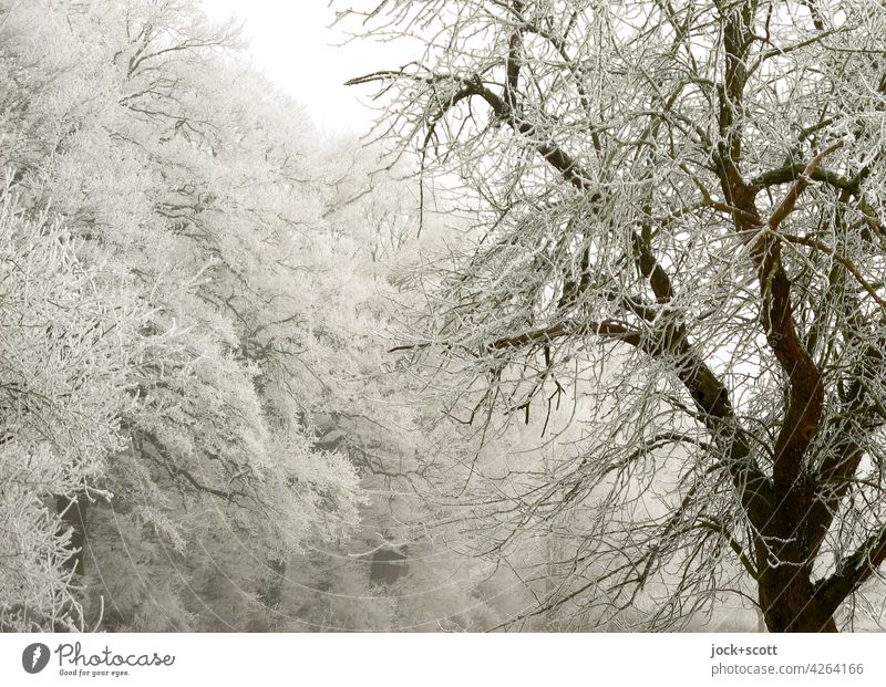 Eisig frostige Bäume mit Raureif Natur Frost Romantik Winterwald Winterstimmung Wintertag kahle Bäume Hintergrundbild Märchenwald gefroren Klima Kälte Idylle