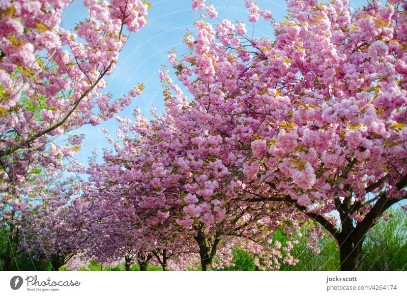 Japanische Kirschbäume in ihrer Blütezeit Kirschbaum Kirschblüten Frühling harmonisch Blühend ästhetisch Kitsch Inspiration Frühblüher Wachstum üppig (Wuchs)