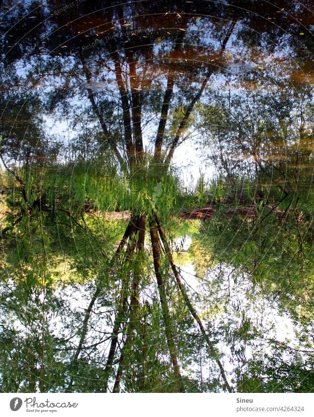 Baum spiegelt sich im Wasser Landschaft Bäume Wald Natur Reflexion & Spiegelung reflexion Bäume im See Teich Wasserspiegelung Wasseroberfläche