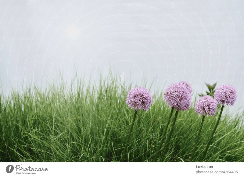 Zierlauch in Reih und Glied, mit Rasen Kugellauch Allium lila grün Reihe violett Blume Blüte Pflanze Farbfoto Natur Garten Blühend Frühling schräg schön