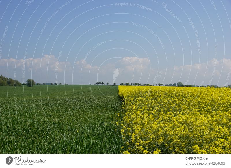 zweigeteilter Acker grün gelb agrar Landschaft Felder Raps Himmel Grenze Nachbar Landwirtschaft Menschenleer Textfreiraum oben Frühling Sommer