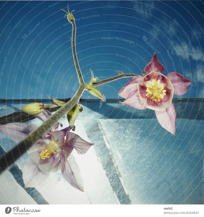 Aquilegia Akelei Blüte Natur Garten Himmel Außenaufnahme Nahaufnahme Blume Frühling Farbfoto Frühlingsgefühle Vergänglichkeit weiß Menschenleer Schönes Wetter