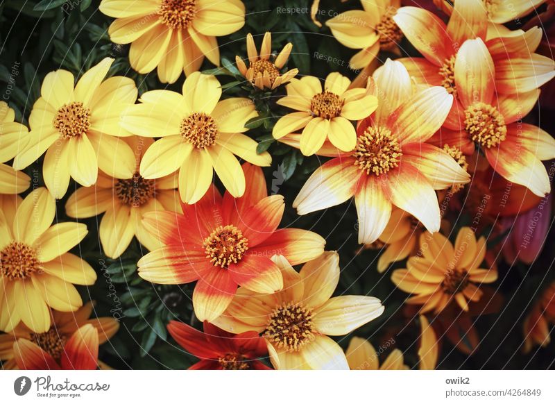 Joe seine Zweizahn Bidens Blume gelb orange Nahaufnahme Balkonpflanze Pflanze Blüte Blütenstand Farbfoto Natur Sommer Blühend Menschenleer Außenaufnahme Garten