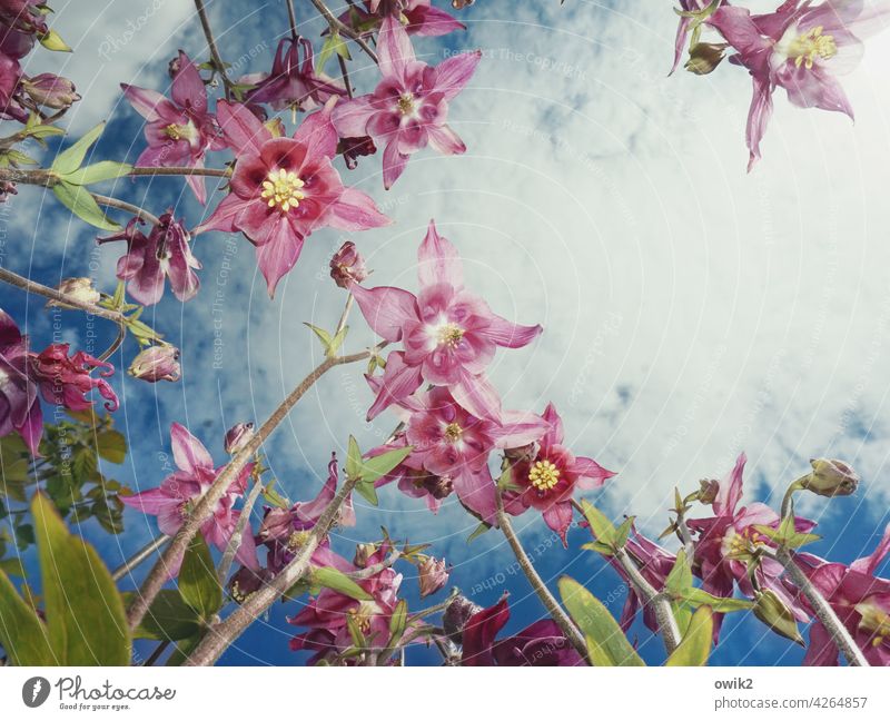 Blumenstrauß Akelei Pflanze Frühlingsblume anmutig dünn zerbrechlich Stengel Froschperspektive Blick nach oben elegant filigran Blütenstempel Blütenkelch zart