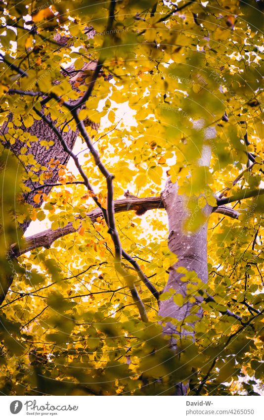 Eichhörnchen hoch oben im Baum Blätter Äste Laub Herbst herbstlich Sonnenstrahlen versteckt Tier Wald Natur