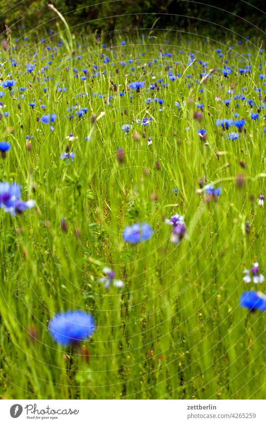 Wiese mit Kornblumen acker blau blaue blume feld frühjahr frühling kornblume lichtung natur romantik romantisch sommer wachstum wiese wild wildwiese zyane