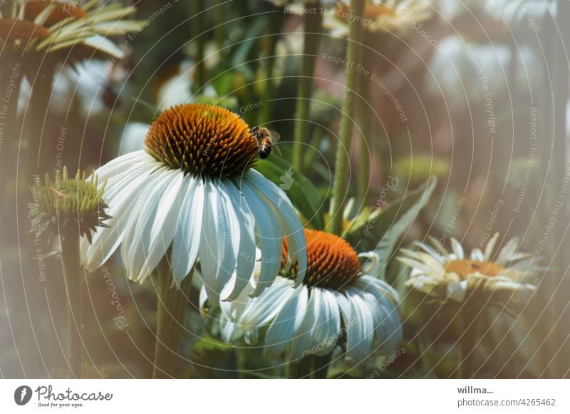 blume. mit biene. Sommerhut weißblühender Sommerhut weißer Sommerhut Echinacea purpurea Alba Blume Heilpflanze Blumen Biene sommerlich Sonnenhut