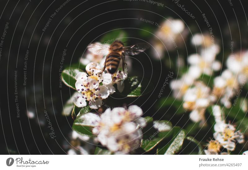 Biene im Anflug auf eine Zwergmispelblüte Flügel zart durchsichtig durchscheinen Blüte Nektar Tier Sommer Pflanze brummen Weltbienentag sammeln fleißig nützlich
