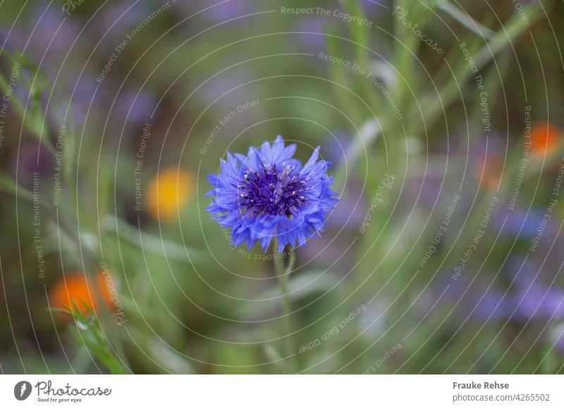 Blaue Kornblume vor unscharfem Hintergrund mit lila, gelb und orangefarbenen Tupfen Blüte geöffnet blau violett grün Garten natürlich zeitlose Schönheit