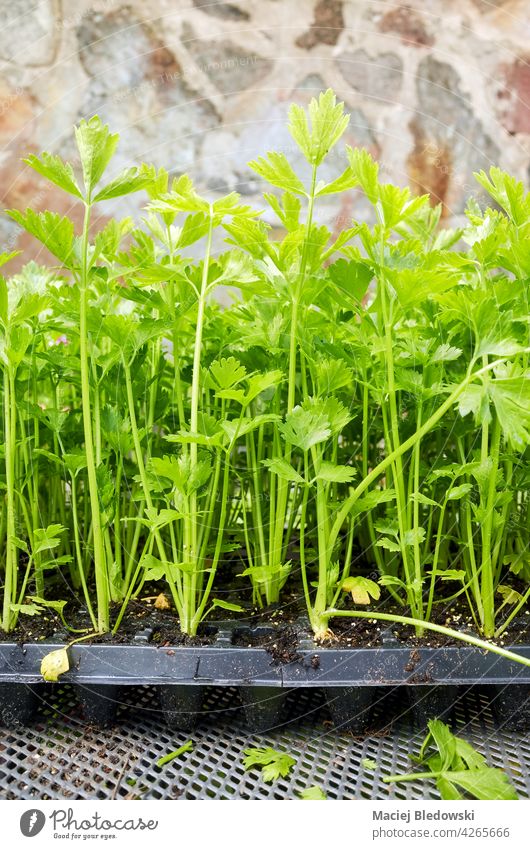 Nahaufnahme von Selleriesetzlingen in einem Plastikbehälter, selektiver Fokus. Gartenarbeit Landwirtschaft Keimling Gemüse organisch grün Natur Lebensmittel