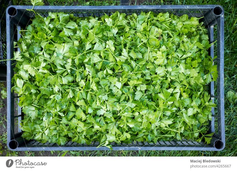 Selleriesetzlinge schneiden Blätter in einem Plastikbehälter. Blatt Lebensmittel Landwirtschaft Keimling Gemüse organisch grün Kunststoff Kasten Natur Garten
