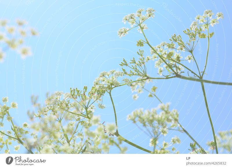 Hintergrund von weißen Blumen Himmel Feld feminin Wärme fest Hoffnung Freiheit Kontrast Low Key geheimnisvoll träumen Gefühle Ruhe ruhig Windstille Sinnesorgane