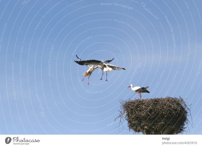 Attacke - zwei Störche kämpfen in der Luft neben einem Storchennest, ein Storch steht im Nest Vogel Zugvogel Horst Angriff Kampf 3 attackieren Himmel