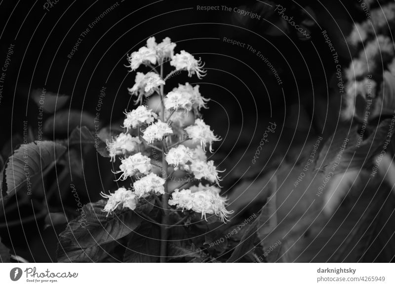 Blütenstand der Kastanie in schwarz und weiß, Castanea Textfreiraum rechts Menschenleer Farbfoto Außenaufnahme Textfreiraum links Biergarten Frühling
