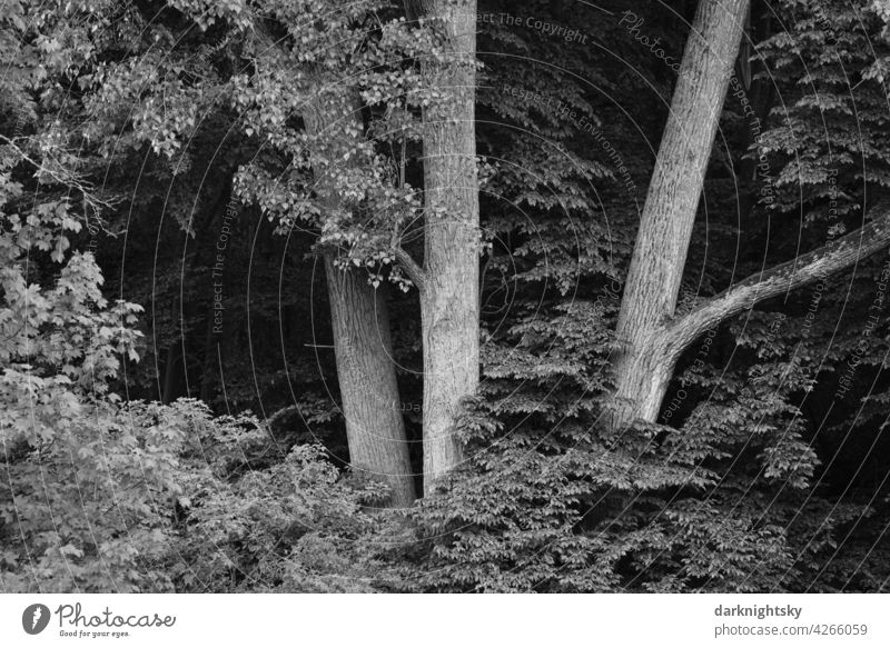 Bäume im Wald an einem Steilhang, der von einem Flussufer aufsteigt. Sommer Natur Landschaft Baum Außenaufnahme Umwelt Reflexion & Spiegelung Menschenleer