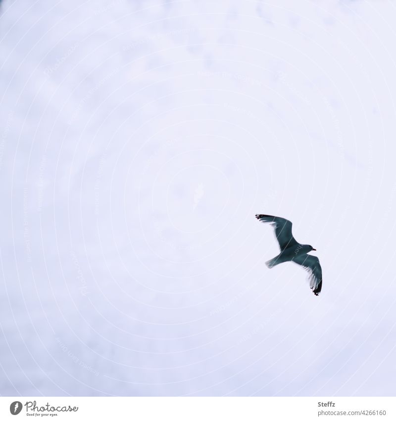 eine Möwe fliegt unter der Wolkendecke Meeresvogel Vogelflug Luft Freiheit frei fliegen Möwenflug Wolkenhimmel Flügel Silhouette Himmelbild bewölkt fliegend