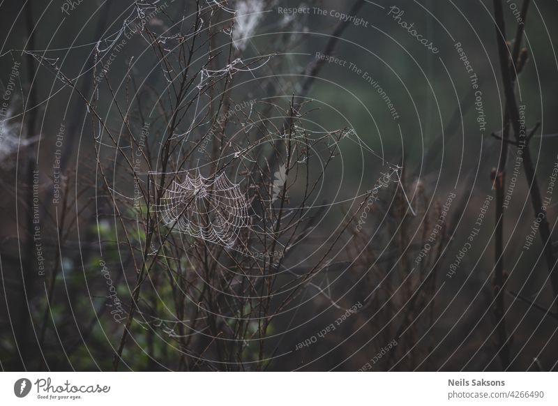 Spinnennetz, Pflanzen, Tautropfen in einem morgendlichen Dunst bei Sonnenaufgang, Nahaufnahme Morgen natürlich Makro Muster Netz Szene Sommer Natur Hintergrund